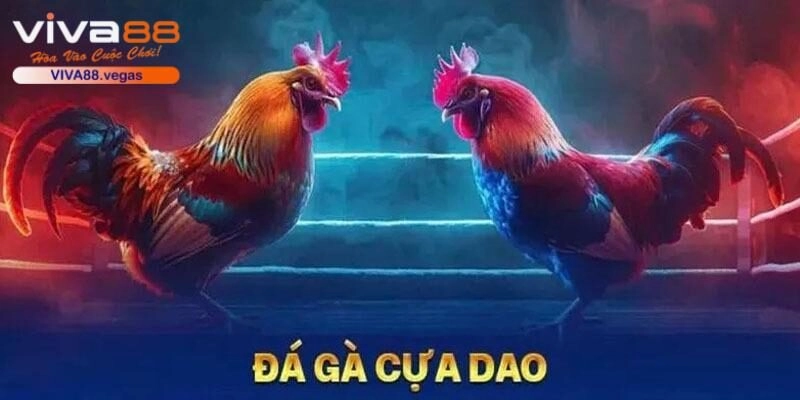 Đá gà cựa dao chuyên nghiệp tại sân chơi uy tín