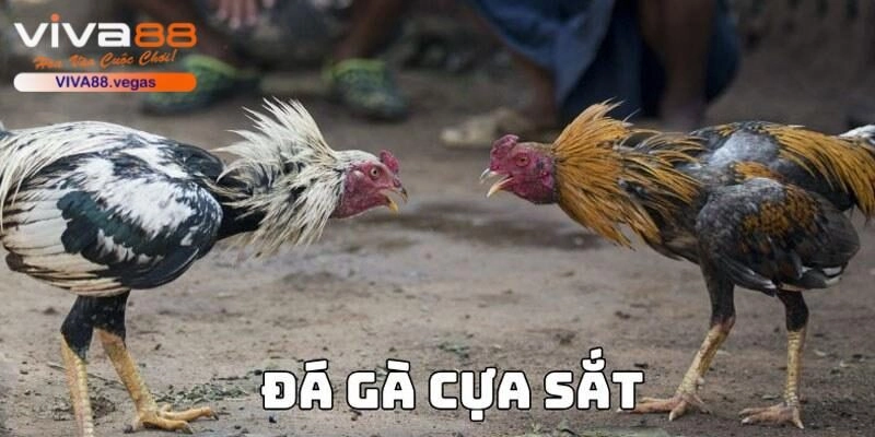 Luật chơi chọi kê cựa sắt dễ hiểu với người mới