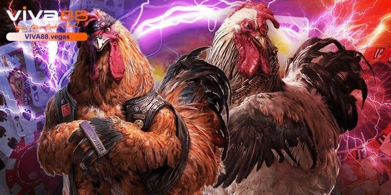 Tham gia dự đoán các màn đối đầu của những chiến kê nổi tiếng