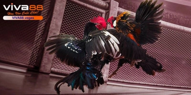 Sảnh đá gà VIVA88 chất lượng và được nhiều hội viên yêu thích