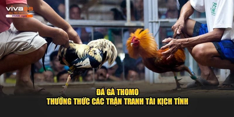 Điều cần biết về đá gà Thomo